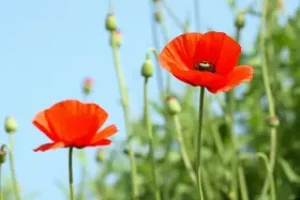 Flor Papoula