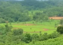 vagas abertas Agro Amazônia